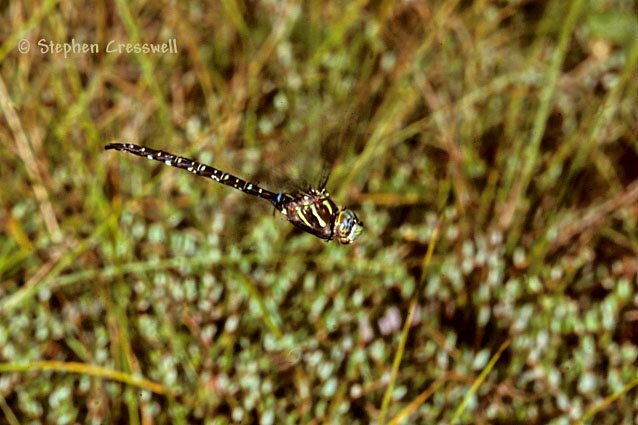 Aeshna umbrosa, Shadow Darner in flight