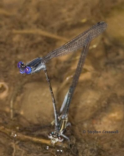 Argia translata, Dusky Dancer, laying eggs