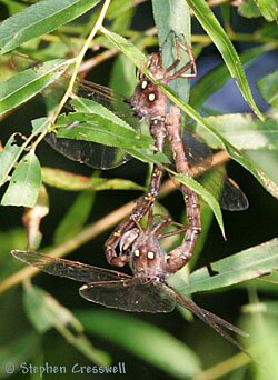 Boyeria vinosa, Fawn Darner mating wheel