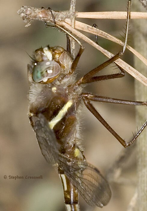 Didymops transversa, Stream Cruiser, lateral view of head and thorax