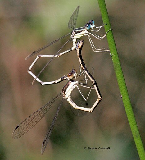 Lestes rectangularis, Slender Spreadwings, mating damselflies
