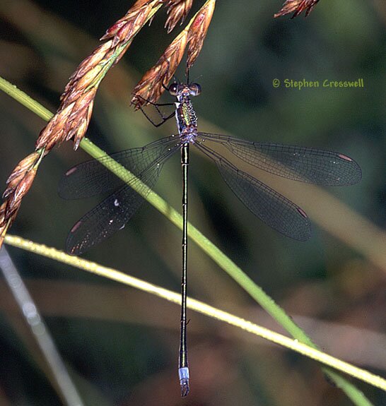 Lestes vigilax, Swamp Spreadwing perched