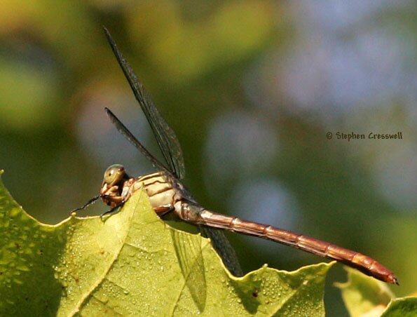 Stylurus plagiatus, Russet-tipped Clubtail perched