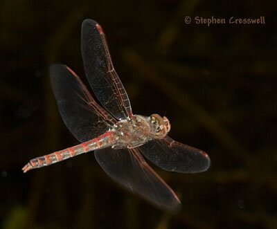 Sympetrum corruptum, Variegated Meadowhawk flying