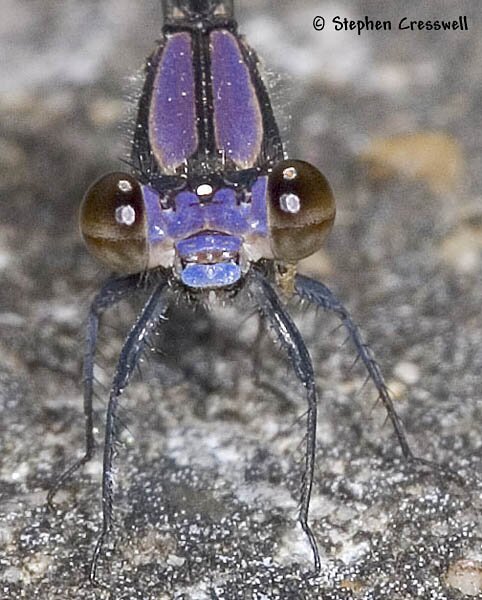 Blue-tipped Dancer, Argia tibialis image, face