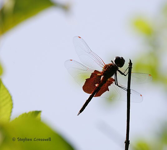 Tramea carolina, Carolina Saddlebags