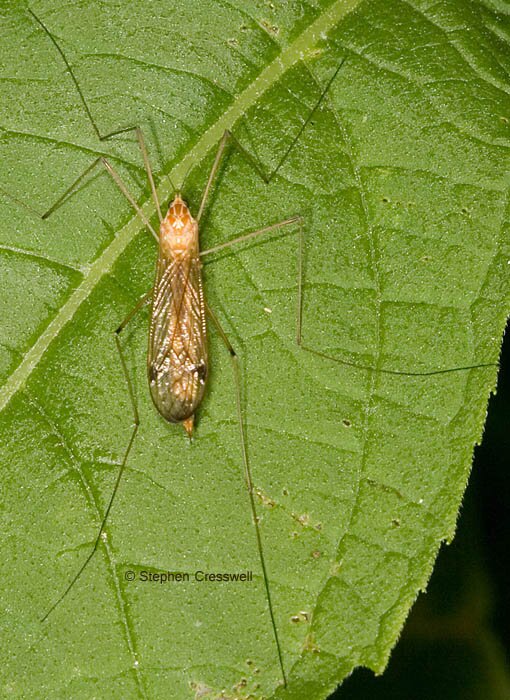 Nephrotoma alterna, Crane Fly in family Tipulidae