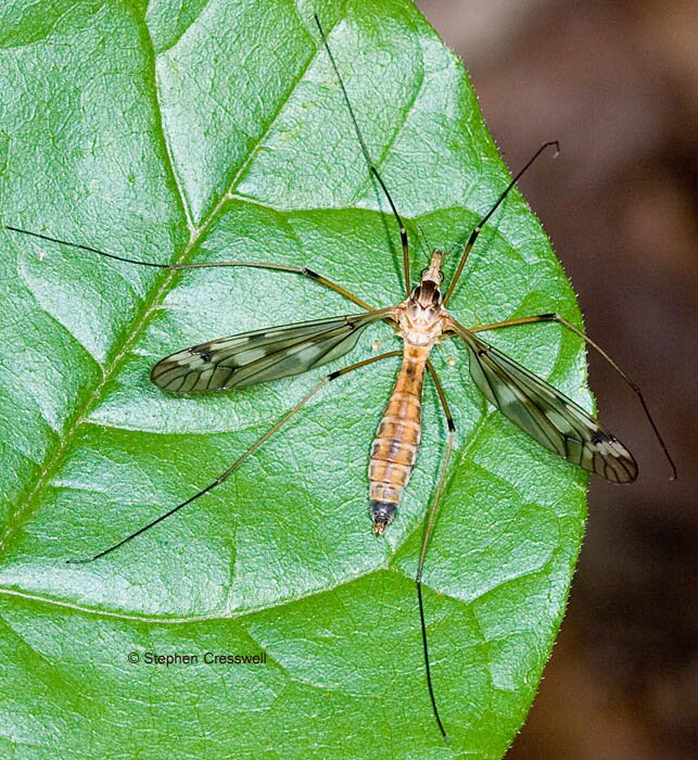 Tipula senega, Crane Fly in family Tipulidae