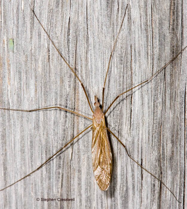 Tipula ultima, Tipulidae Crane Flies