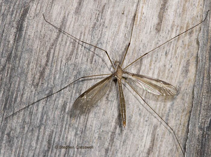 Tipula (Yamatotipula) sayi, Crane Flies