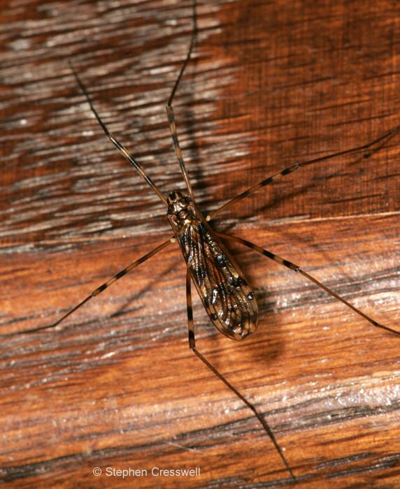 Limonia immatura, Crane Fly, Limoniidae, Limoniinae