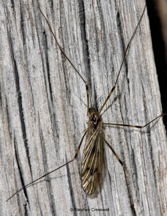 Limonia indigena, Limoniid Crane Fly