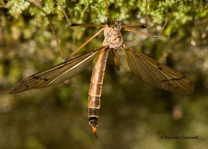 Pedicia auripennis, Crane Fly, Limoniidae/Pediciidae