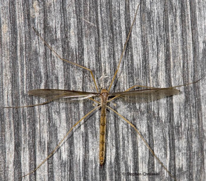 Pedicia inconstans, Crane Fly, Pediciidae