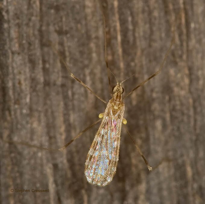 Erioptera caliptera, Crane Fly in family Limoniidae