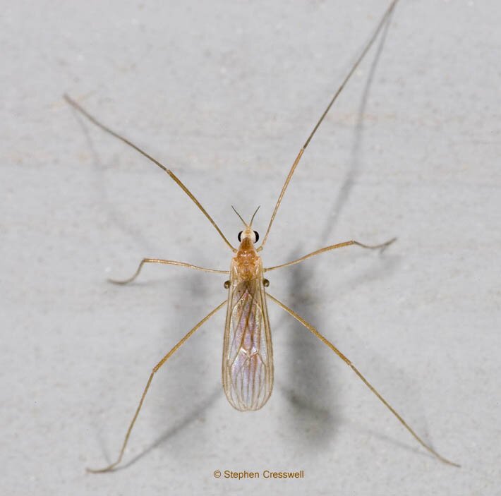 Erioptera septemtrionis, Crane Fly in family Limoniidae