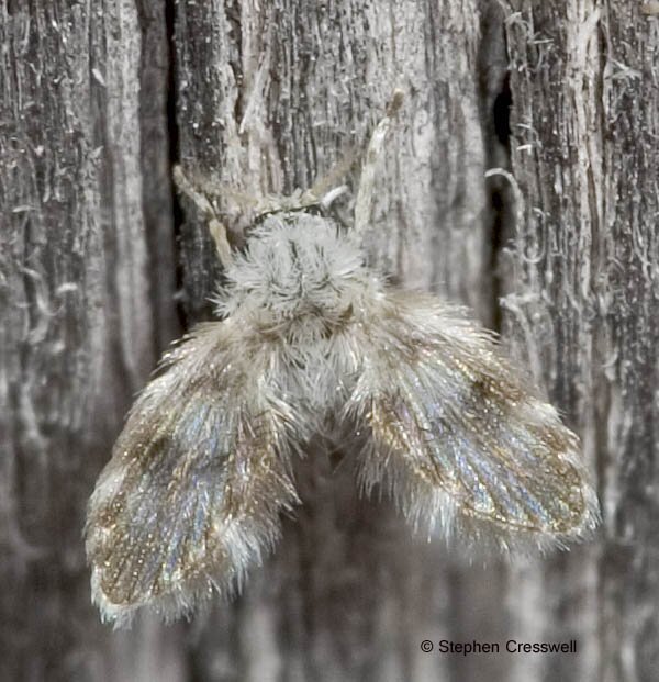 Moth Fly, Family Psychodidae