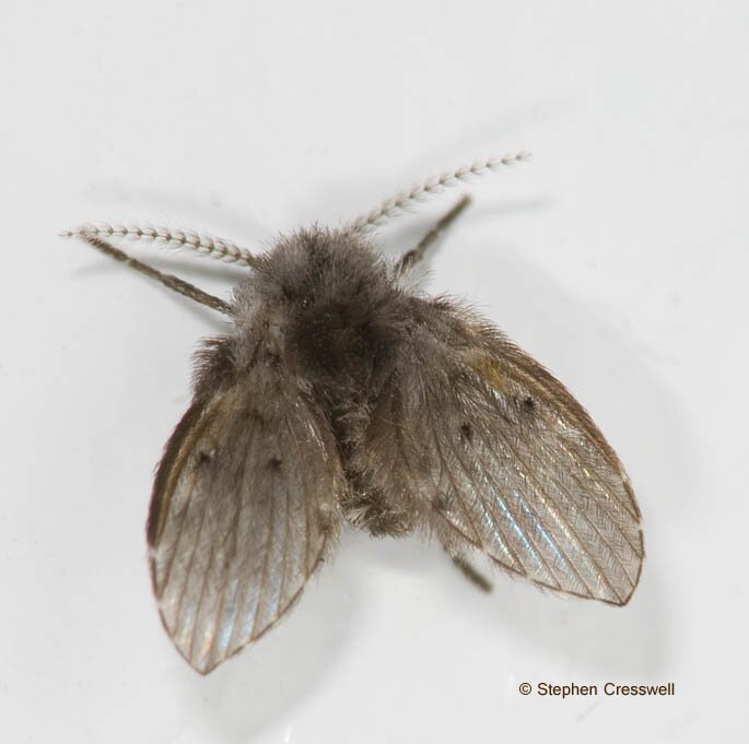 Telmatoscopus albipunctatus, Drain Fly