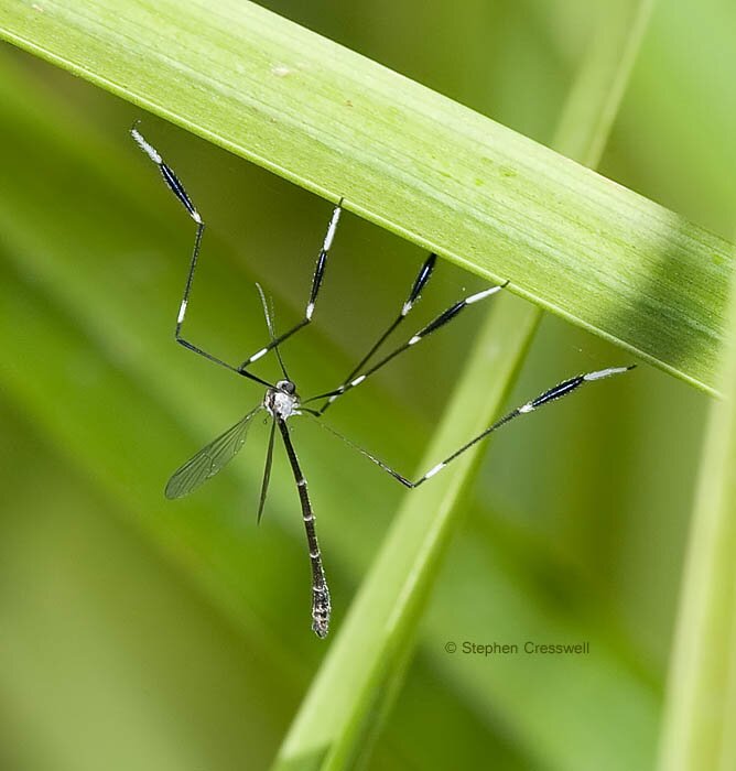 Bittacomorpha clavipes, Phantom Crane Fly adult in the family Ptchopteridae