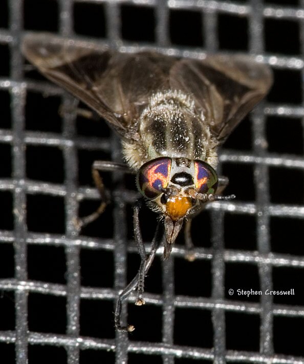 Chrysops niger, Deer Fly