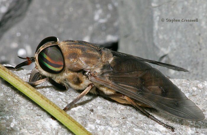 Tabanus cf. sulcifrons, Horse Fly