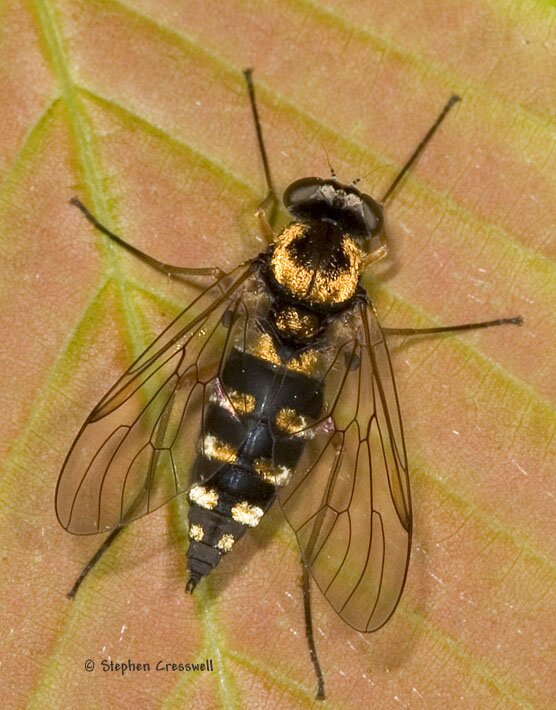 Chrysopilus ornatus, Snipe Fly