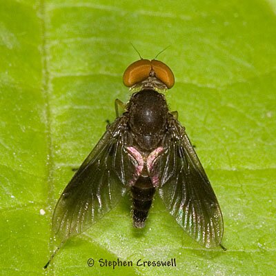 Chrysopilus quadratus, Snipe Fly dorsal
