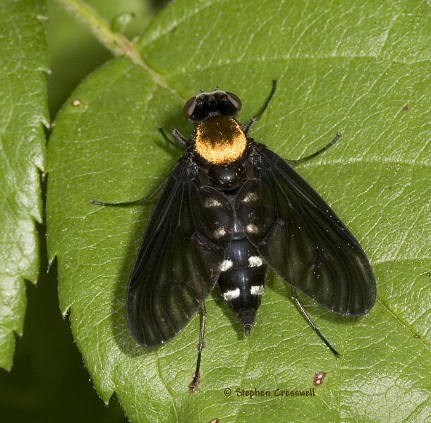 Chrysopilus thoracicus, Snipe Fly