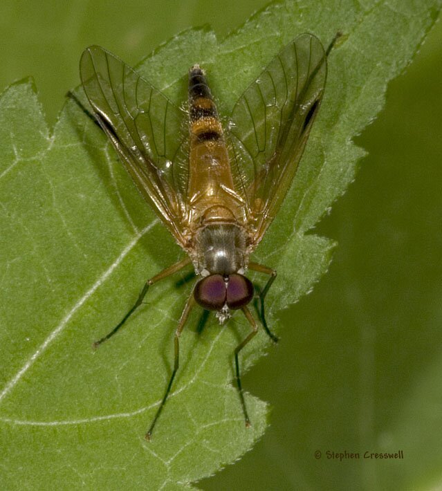 Rhagio hirtus, Snipe Fly