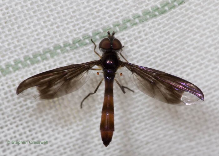 Ocyptamus fuscipennis, fly in family Syrphidae