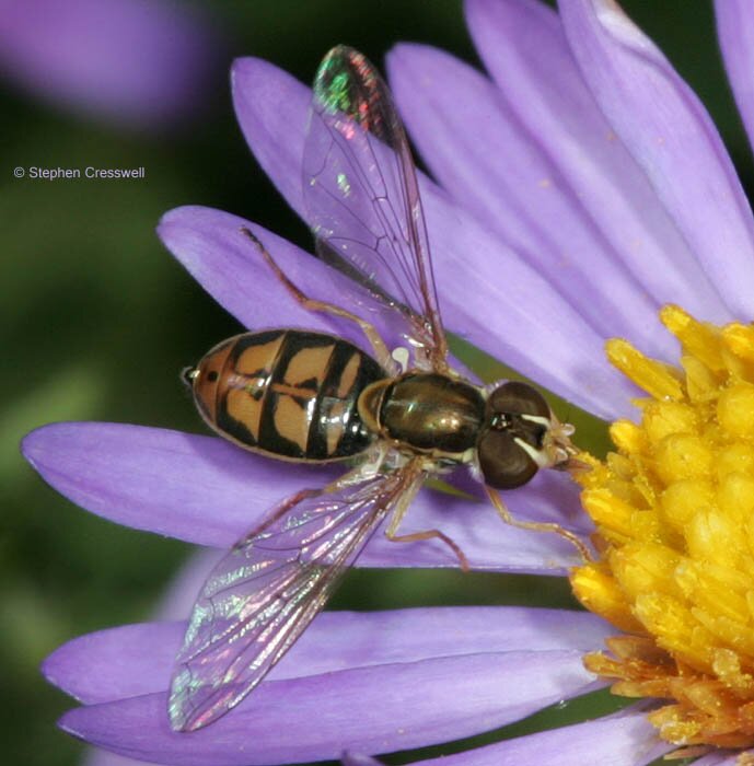 Toxomerus marginatus, family Syrphidae