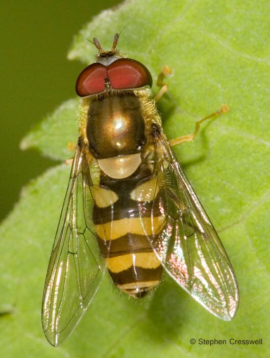 Syrphus sp., Hover Fly in family Syrphidae