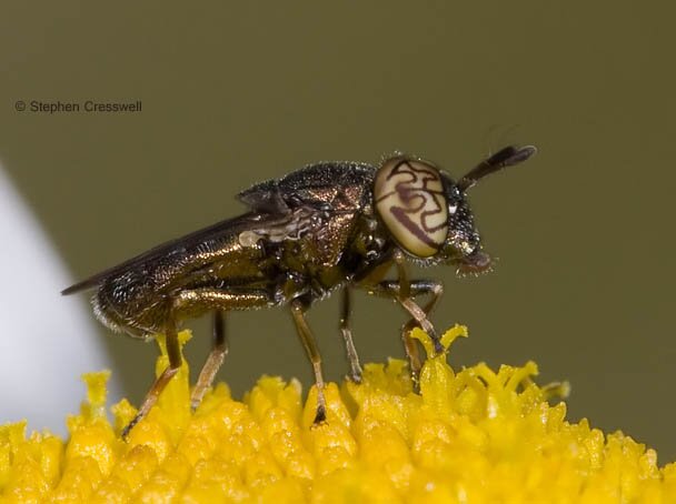 Orthoneva nitida, Syrphid Fly with squiggle eyes