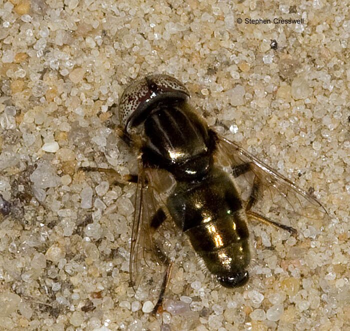 Eristalinus aeneus, Syrphid Fly image, family Syrphidae