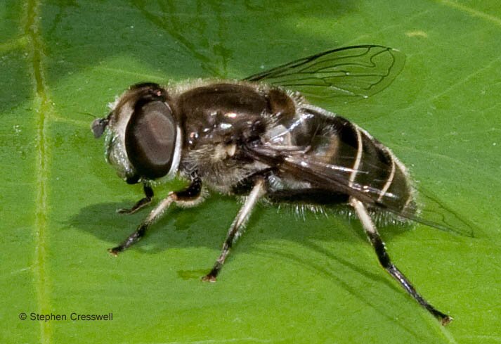 Eristalis dimidiata, Syrphid Fly, Syrphidae