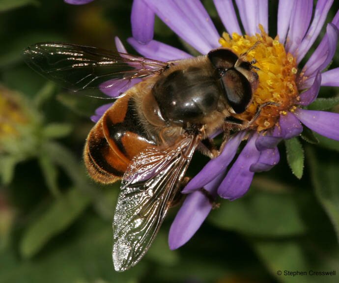 Eristalis tenax, Hover fly in family Syrphidae