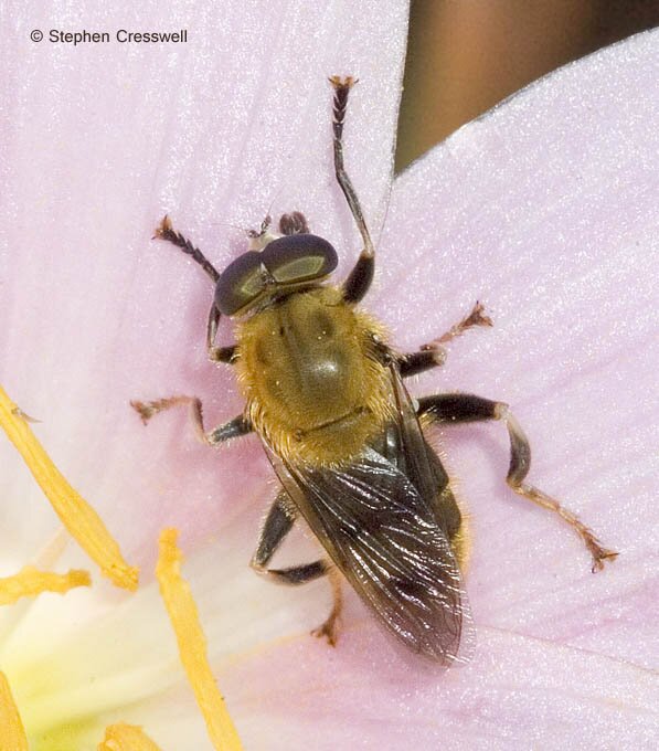 Pterallastes thoracicus, Flower Fly in family Syrphidae