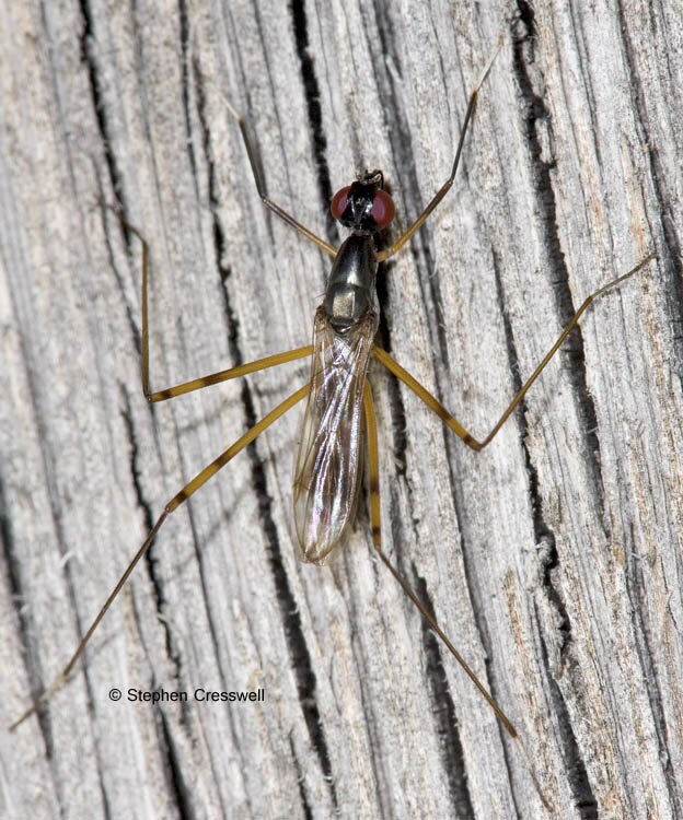 Rainieria antennaepes, family Micropezidae