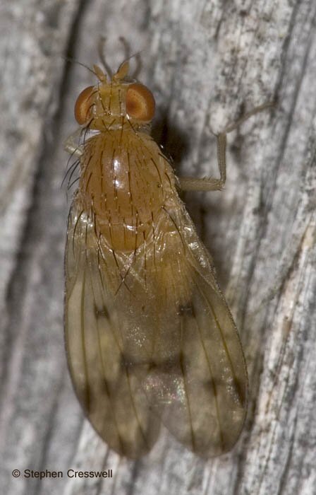 Homoneura incerta, Lauxaniid Fly