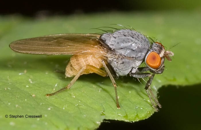 Minettia lupulina, Lauxaniidae