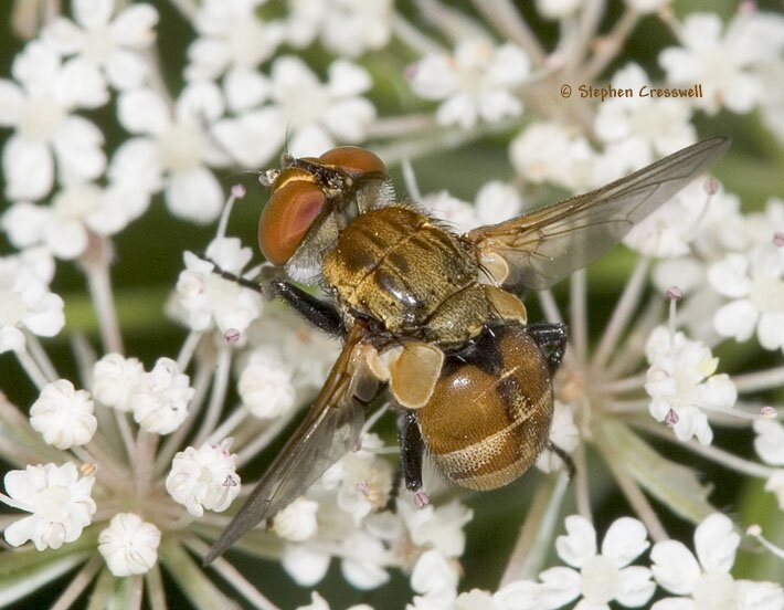 Gymnoclytia sp., Tachind Fly on flower