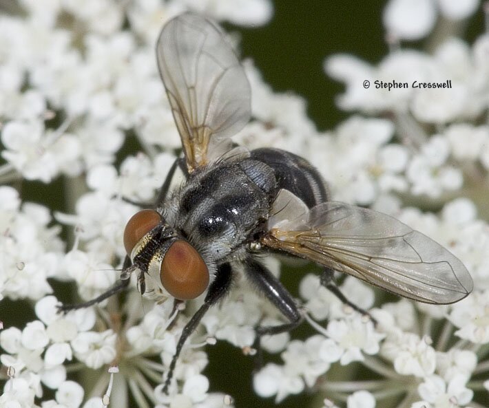 Gymnoclytia sp., female Tachinid Fly image