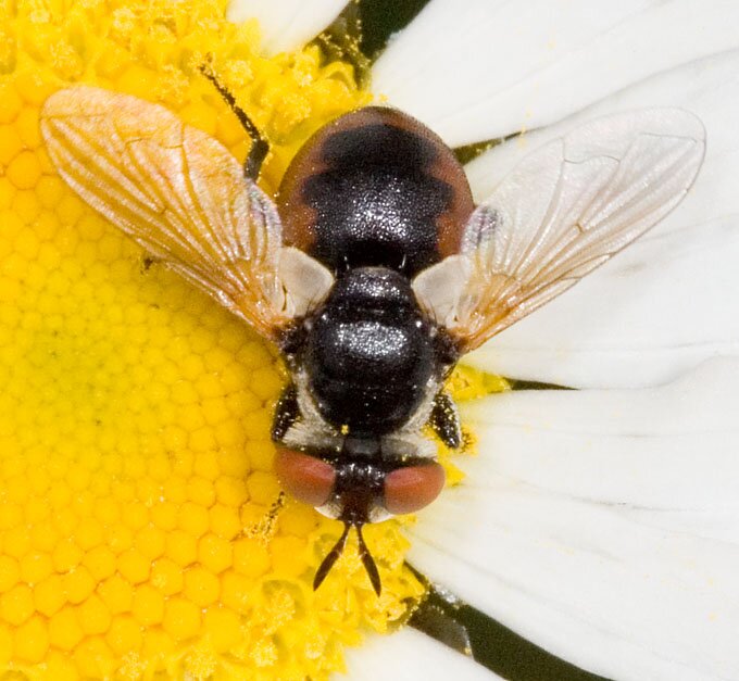 Phasia sp., Tachinidae, Canaan Valley