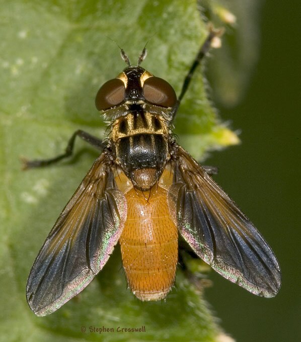 Trichopoda pennipes, Tachinid Fly