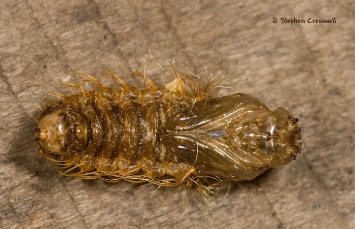 Bee Fly Puparium, Bombyliidae