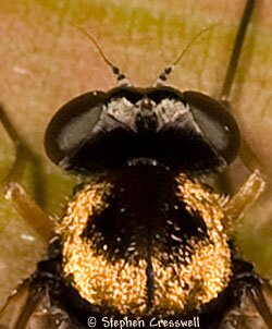 Chrysopilus ornatus head, female Snipe Fly