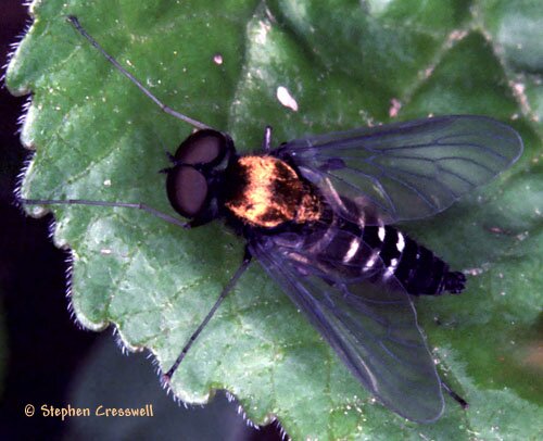 Chrysopilus ornatus male