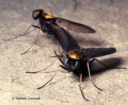 Mating Chrysopilus thoracicus, Snipe Flies