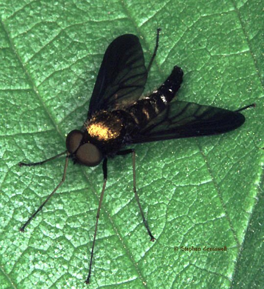 Chrysopilus thoracicus, Snipe Fly, Family Rhagionidae