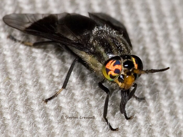 Chrysops calvus, deer fly on pants leg